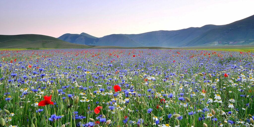 L'altopiano di Castelluccio Norcia (foto tratta da unistrapg.it)