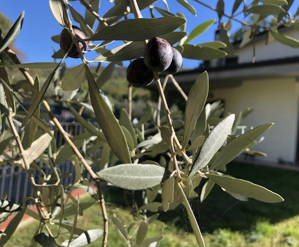 Dalle olive all'olio extravergine, focus sull'andamento di Umbria (Immagine di attualitalavoro.it)